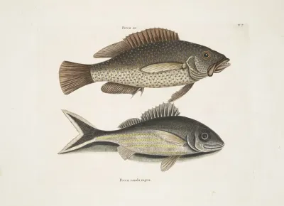 Perca Perca Cauda Nigra The Black Tail