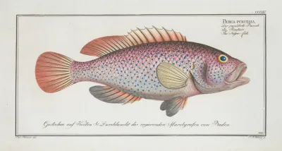 Perca Punctata The Negro Fish