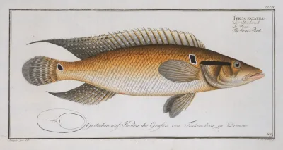 Perca Saxatilis The Stone Perch
