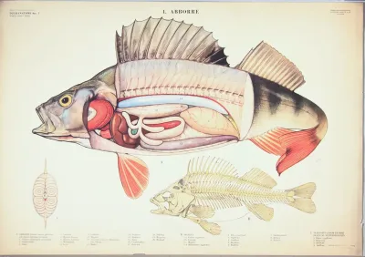 Perch 3