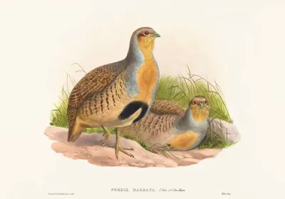 Perdix Barbata Daurian Partridge