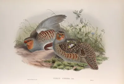 Perdix Cinerea Partridge