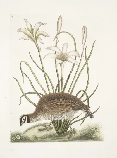 Perdix Sylvestris Virginiana The American Partridge Lilio Narcissus Virginiensis The Attamusco Lily