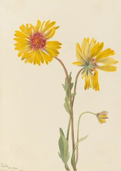 Perennial Gaillardia Gaillardia Aristata 2