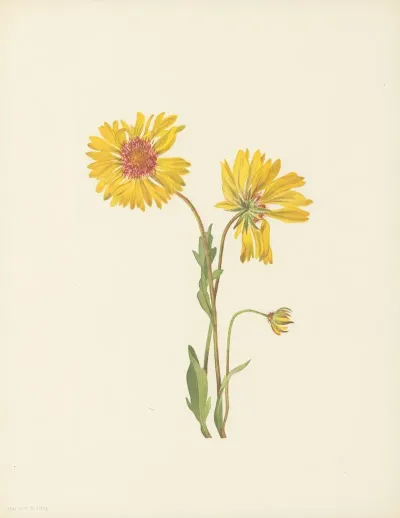 Perennial Gaillardia Gaillardia Aristata 3