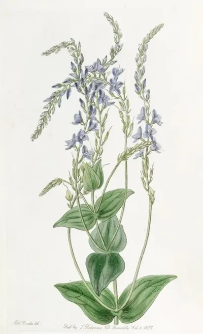 Perfoliate Veronica