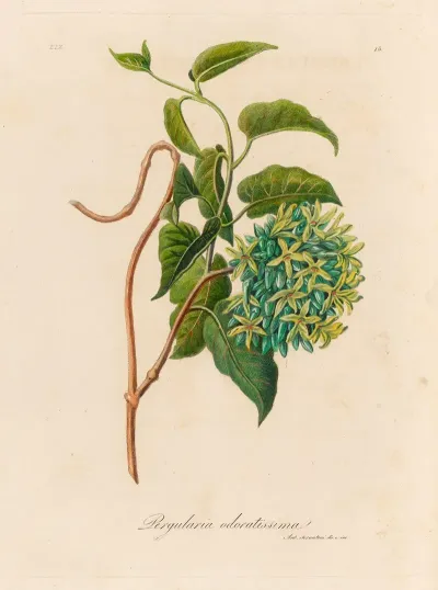 Pergularia Odoratissima