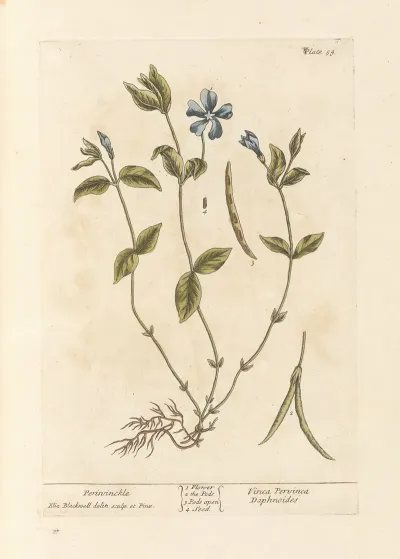 Periwinckle