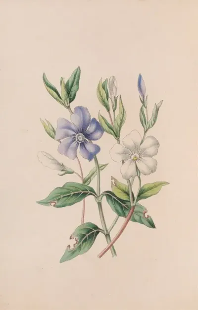 Periwinkle