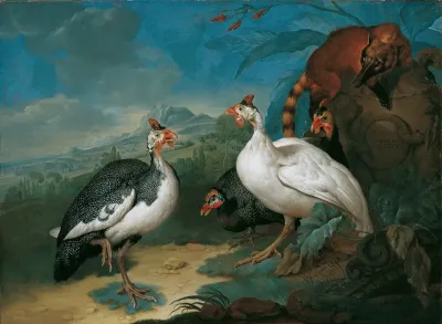 Perlhuhner Und Nasenbar