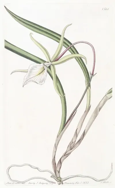 Perrins Brasavola