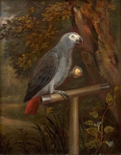 Perroquet Gris Du Gabon Sur Un Perchoir