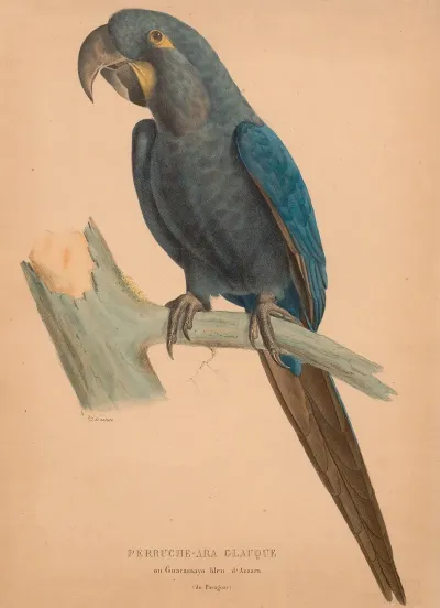 Perruche Ara Glauque Ou Guacamayo Bleu Dazzara Du Paraguay