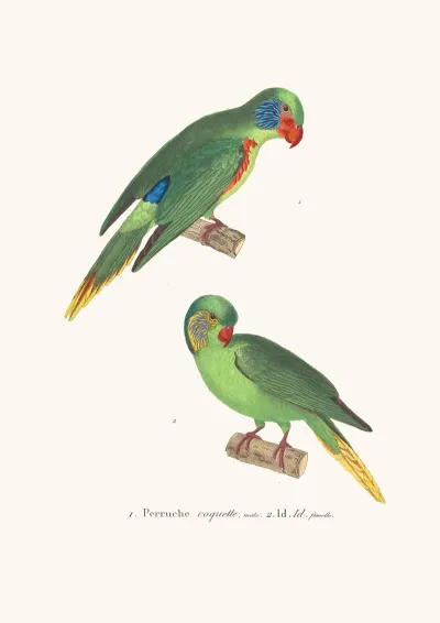 Perruche Coquette