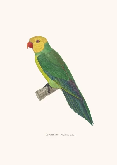 Perruche Eutele