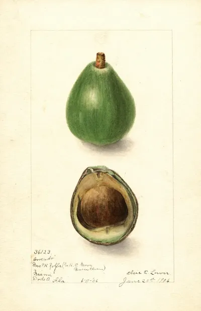 Persea Avocado Seedling