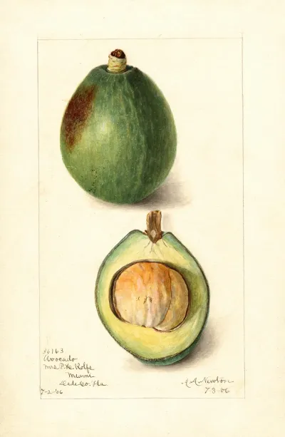Persea Avocado