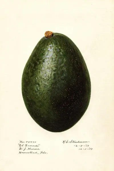 Persea El Grande
