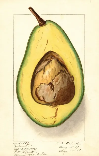 Persea Johnstone 2