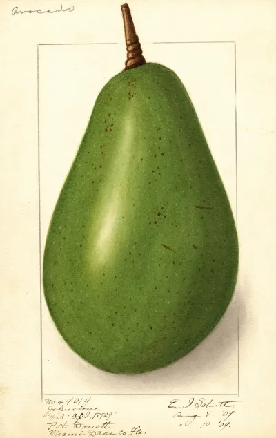 Persea Johnstone