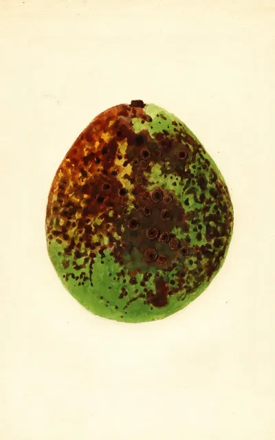 Persea Waldin
