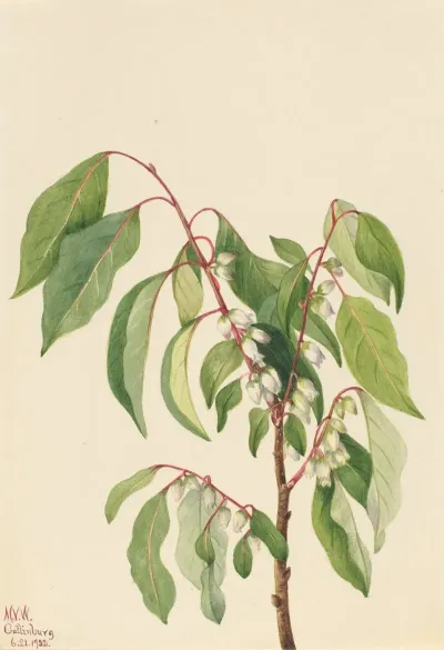 Persimmon Diospyros Virginiana 2