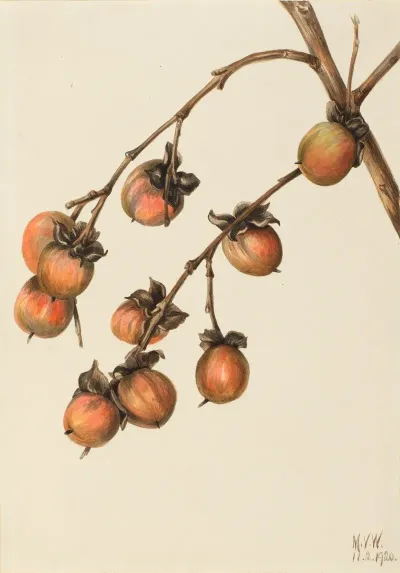Persimmon Diospyros Virginiana