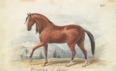 Peruvian Paso