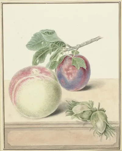 Perzik Een Pruim Met Blad En Een Paar Noten After Michiel Van Huysum