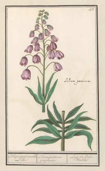 Perzische Lelie Fritillaria Persica Purper Persiaensche Lelie Lilium Persicum Purpureum Lys De Perse Violet