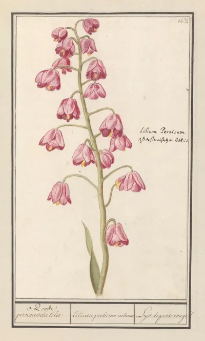 Perzische Lelie Fritillaria Persica Roode Persiaensche Lelie Lilium Persicum Rubrum Lys De Perse Rouge