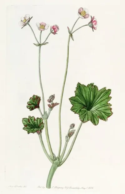 Petaled Begonia