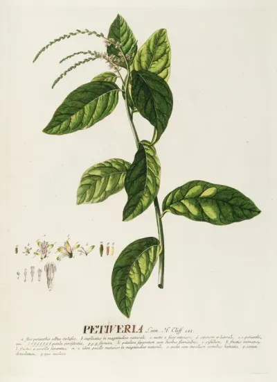 Petiveria