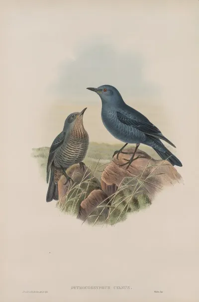 Petrocossyphus Cyanus Blue Rock Thrush