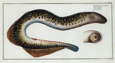 Petromizon Marinus The Lamprey