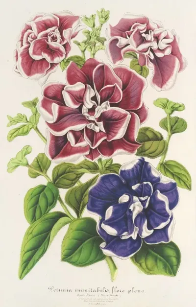 Petunia Inimitabilis Hybride Flore Pleno