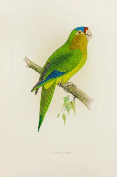 Petzs Conure