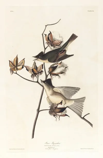 Pewit Flycatcher