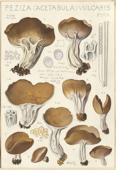 Peziza Acetabula Vulgaris