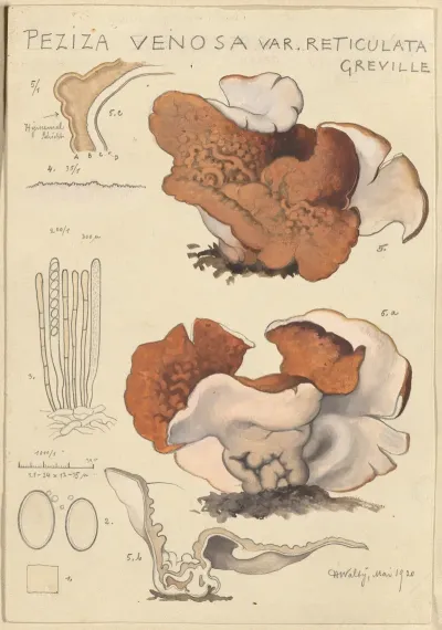 Peziza Venosa Var Reticulata Greville