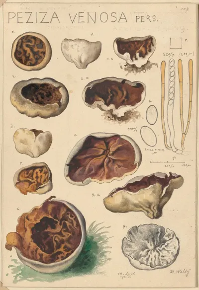 Peziza Venosa