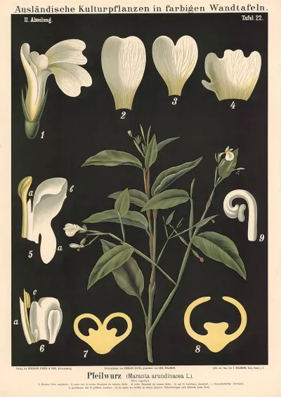 Pfeilwurz Maranta Arundinacea L