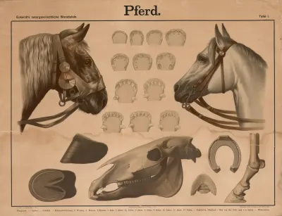 Pferd 2