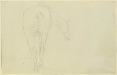 Pferd In Ruckansicht Den Kopf Nach Rechts Geneigt