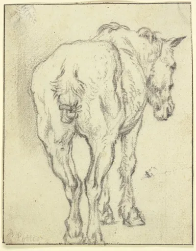 Pferd Mit Zusammengebundenem Schweif In Ruckansicht