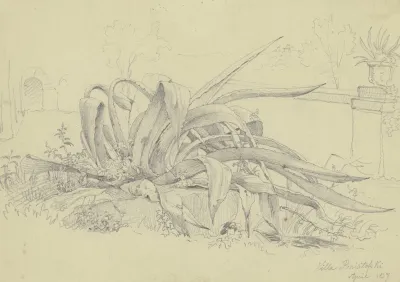 Pflanzenstudie Agave Aus Der Villa Poniatofski