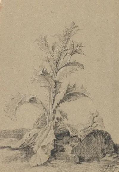 Pflanzenstudie Distel