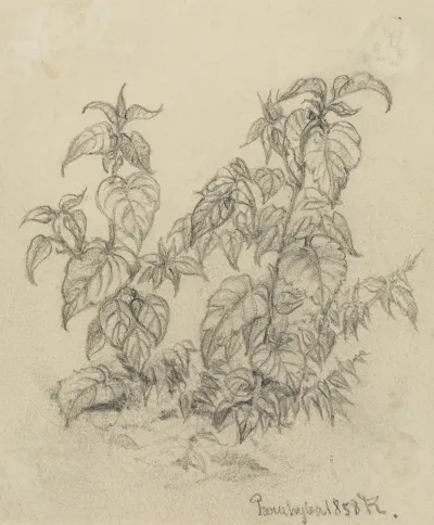 Pflanzenstudie Viii