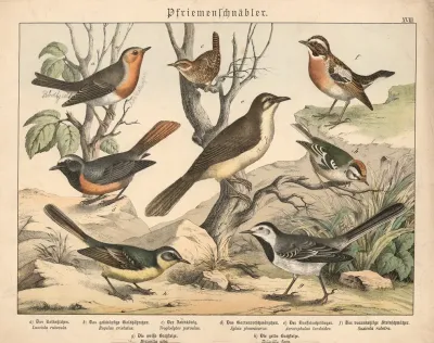 Pfriemenschnabler 3