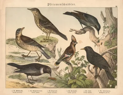 Pfriemenschnabler